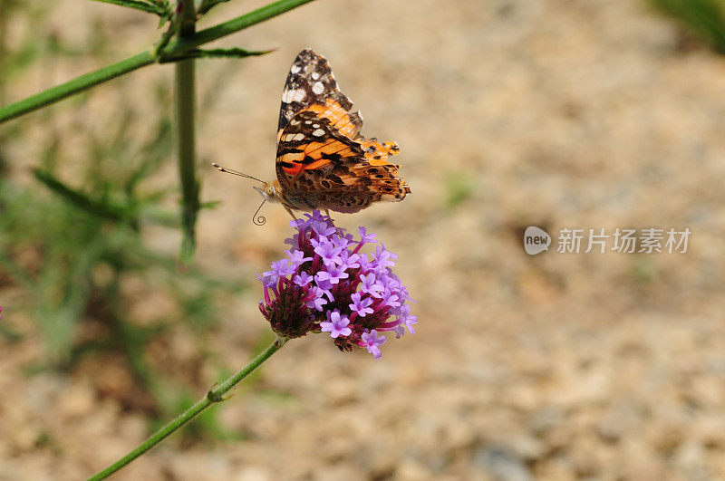 英国，Painted Lady Butterfly